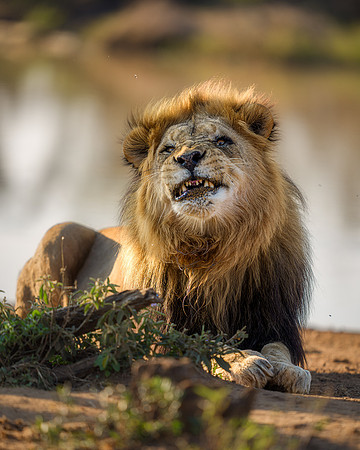 BON-South-Africa-Madikwe-Hills-Safari-Male-Lion- May 2026 - 4:5
