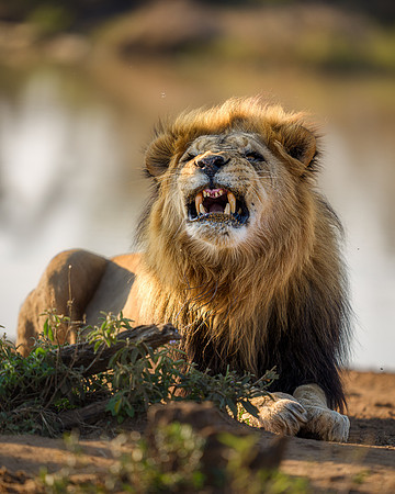 BON-South-Africa-Madikwe-Hills-Safari-Male-Lion- May 2026 - 4:5