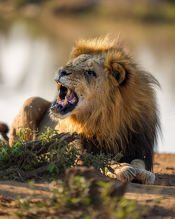 BON-South-Africa-Madikwe-Hills-Safari-Male-Lion- May 2026 - 4:5