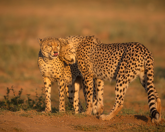 BON-South-Africa-Madikwe-Hills-Cheetah-Brothers - May 2026 - 5:4