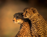 BON-South-Africa-Madikwe-Hills-Cheetah-Brothers - May 2026 - 5:4