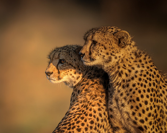 BON-South-Africa-Madikwe-Hills-Cheetah-Brothers - May 2026 - 5:4