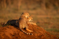 BON-South-Africa-Madikwe-Hills-Cheetah-Brothers - May 2026 - 3:2