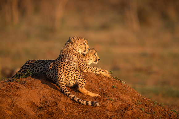 BON-South-Africa-Madikwe-Hills-Cheetah-Brothers - May 2026 - 3:2