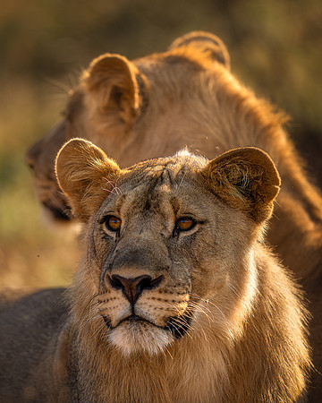 BON-South-Africa-Madikwe-Hills-Safari-Male-Lion- May 2026 - 4:5