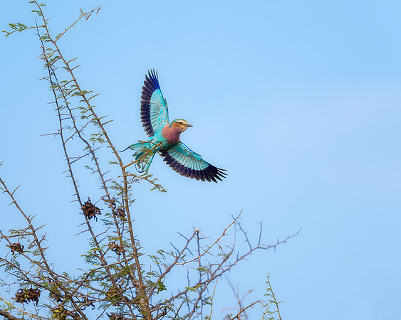 BON-South-Africa-Madikwe-Hills-Rollers-Bird- May 2026 - 5:4