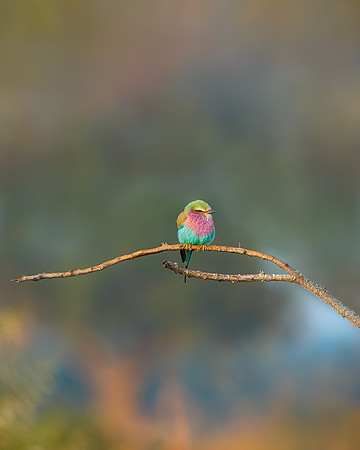 BON-South-Africa-Madikwe-Hills-Rollers-Bird- May 2026 - 4:5