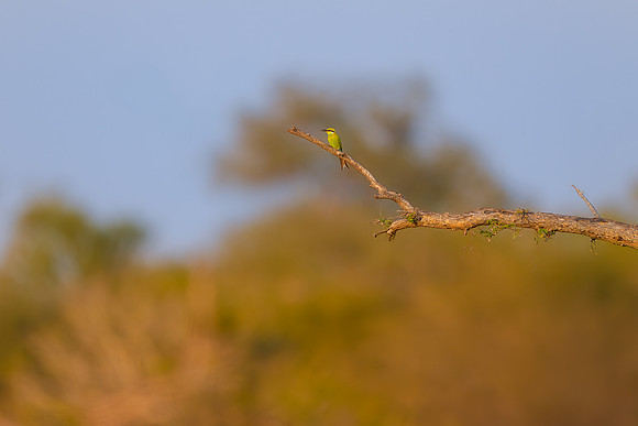 BON-South-Africa-Madikwe-Hills-Safari-Bee-eater-Bird - May 2026 - 3:2