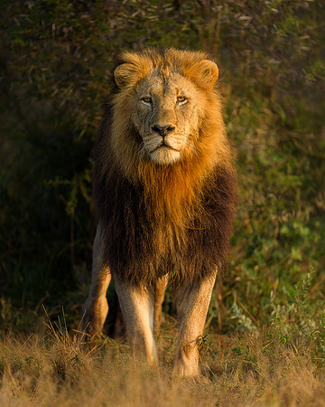 BON-South-Africa-Madikwe-Hills-Safari-Male-Lion-Tswalu -  May 2026 - 4:5