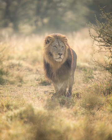 BON-South-Africa-Madikwe-Hills-Safari-Male-Lion-Tswalu -  May 2026 - 4:5