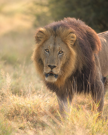 BON-South-Africa-Madikwe-Hills-Safari-Male-Lion-Tswalu -  May 2026 - 4:5