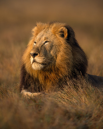 BON-South-Africa-Madikwe-Hills-Safari-Male-Lion-Tswalu -  May 2026 - 4:5