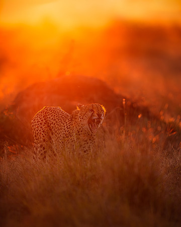BON-South-Africa-Madikwe-Hills-Cheetah- May 2026 - 4:5