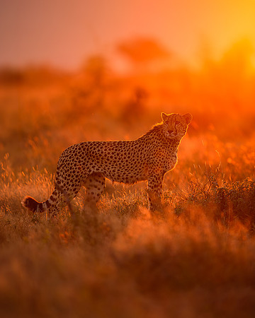 BON-South-Africa-Madikwe-Hills-Cheetah- May 2026 - 4:5