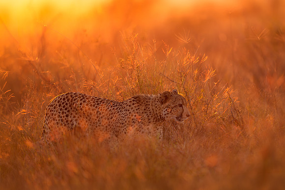 BON-South-Africa-Madikwe-Hills-Cheetah - May 2026 - 3:2