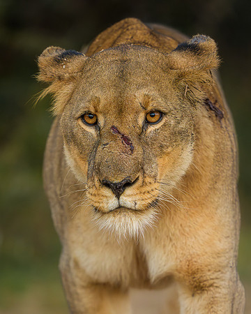 BON-South-Africa-Madikwe-Hills-Safari-Lioness - May 2026 - 4:5