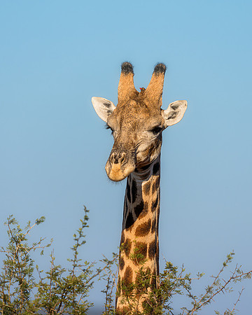 BON-South-Africa-Madikwe-Hills-Safari-Giraffe-Oxpecker - May 2026 - 4:5