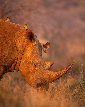 BON-South-Africa-Madikwe-Hills-Safari-White-Rhino -  May 2026 - 4:5