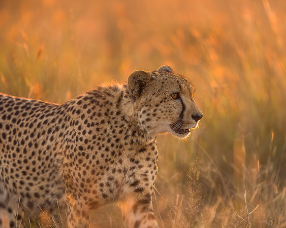 BON-South-Africa-Madikwe-Hills-Cheetah - May 2026 - 5:4