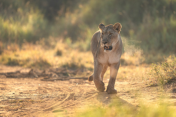 BON-South-Africa-Madikwe-Hills-Safari-Lioness -  May 2026 - 3:2