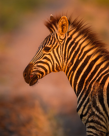 BON-South-Africa-Madikwe-Hills-Safari-Zebra -  May 2026 - 4:5