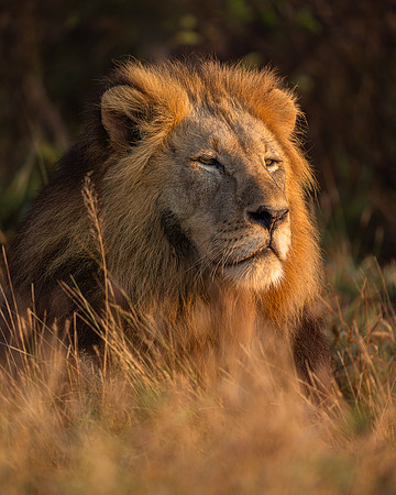 BON-South-Africa-Madikwe-Hills-Safari-Male-Lion-Tswalu -  May 2026 - 4:5