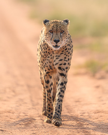 BON-South-Africa-Madikwe-Hills-Cheetah - May 2026 - 4:5