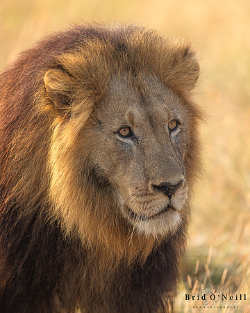 BON-South-Africa-Madikwe-Hills-Safari-Male-Lion-Tswalu -  May 2026 - 4:5