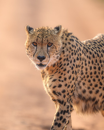 BON-South-Africa-Madikwe-Hills-Cheetah - May 2026 - 4:5
