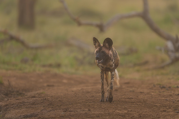 BON-South-Africa-Madikwe-Hills-Safari-Wild-Dogs - May 2026 - 3:2