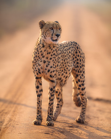 BON-South-Africa-Madikwe-Hills-Cheetah - May 2026 - 4:5