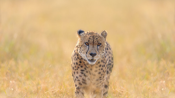 BON-South-Africa-Madikwe-Hills-Cheetah - May 2026 - 16:9
