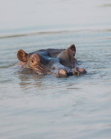 BON-South-Africa-Madikwe-Hills-Safari-Hippo - May 2026 - 4:5