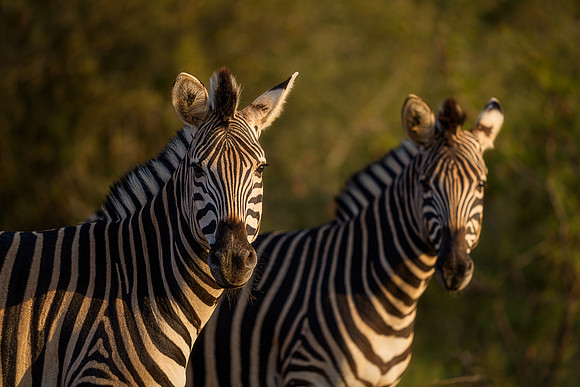 BON-South-Africa-Madikwe-Hills-Safari-Zebras - May 2026 - 3:2