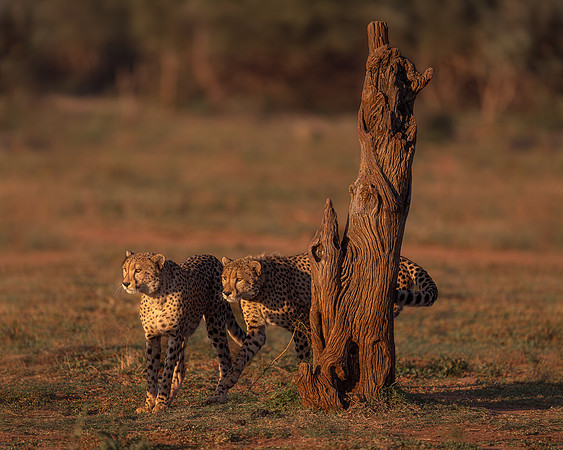 BON-South-Africa-Madikwe-Hills-Cheetah - May 2026 - 5:4