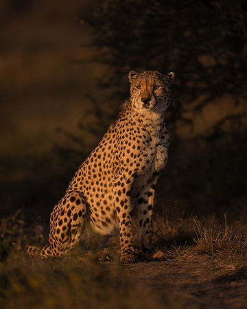 BON-South-Africa-Madikwe-Hills-Cheetah - May 2026 - 4:5