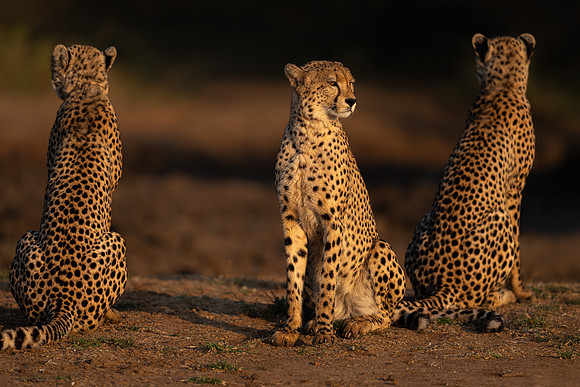 BON-South-Africa-Madikwe-Hills-Cheetah - May 2026 - 3:2