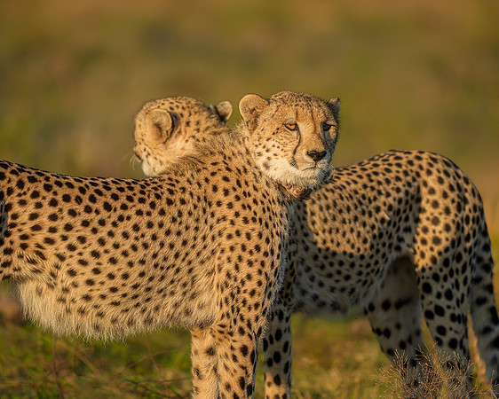 BON-South-Africa-Madikwe-Hills-Cheetah - May 2026 - 5:4