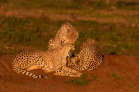 BON-South-Africa-Madikwe-Hills-Cheetah - May 2026 - 3:2