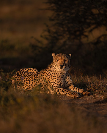 BON-South-Africa-Madikwe-Hills-Cheetah - May 2026 - 4:5