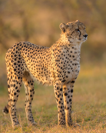 BON-South-Africa-Madikwe-Hills-Cheetah - May 2026 - 4:5