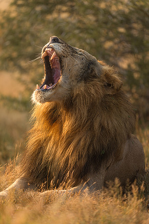 BON-South-Africa-Madikwe-Hills-Safari-Male-Lion-Tshimega-  May 2026 - 4:5