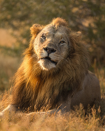 BON-South-Africa-Madikwe-Hills-Safari-Male-Lion-Tshimega-  May 2026 - 4:5