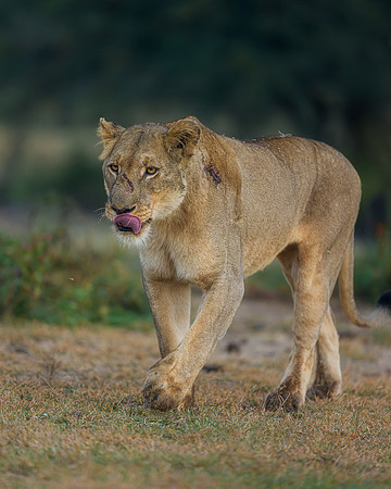 BON-South-Africa-Madikwe-Hills-Safari-Lion-Lioness - May 2026 - 4:5