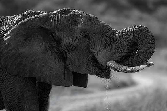BON-South-Africa-Madikwe-Hills-Safari-Bull-Elephant-Mono - May 2026 - 3:2