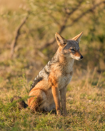 BON-South-Africa-Madikwe-Hills-Safari-Jackal -  May 2026 - 4:5