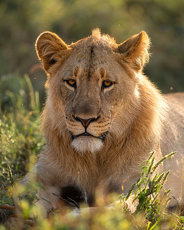 BON-South-Africa-Madikwe-Hills-Safari-Young-Male-Lion- May 2026 - 4:5