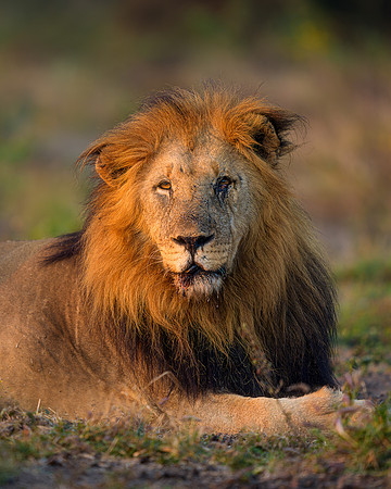 BON-South-Africa-Madikwe-Hills-Safari-Male-Lion-Tshimega-  May 2026 - 4:5