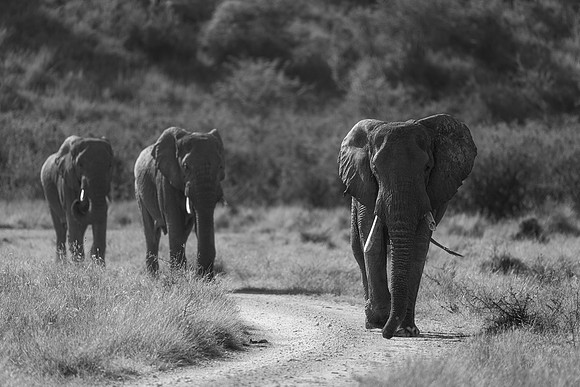 BON-South-Africa-Madikwe-Hills-Safari-Bull-Elephant-Mono - May 2026 - 4:5