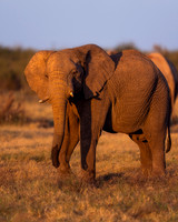 BON-South-Africa-Madikwe-Hills-Elephant - May 2026 - 4:5